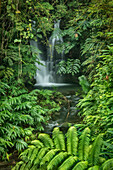 Waterfall on the trail to Akaka Falls; Akaka Falls State Park, Hamakua Coast, Island of Hawaii.