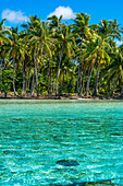 Tropical paradise seascape Taha'a island landscape, French Polynesia. Motu Mahana palm trees at the beach, Taha'a, Society Islands, French Polynesia, South Pacific.