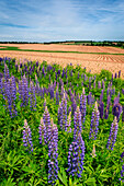 Wild Lupine blooming along the road on the edge of furrowed potato fields; Prince Edward Island, Canada.
