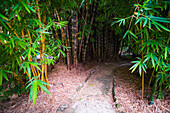 Bambussprossen einer großen Bambuspflanze in den Botanischen Gärten von Palermo (Orto Botanico), Sizilien, Italien, Europa. Dies ist ein Foto von Bambussprossen einer Bambuspflanze in den Botanischen Gärten von Palermo (Orto Botanico), Sizilien, Italien, Europa.