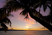 Coconut palm trees and ocean at sunset; Matangi Private Island Resort, Fiji