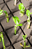 Tree saplings growing in a research greenhouse complex