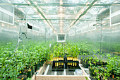 Flats and potted plants in a research greenhouse complex