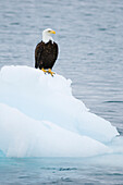 Bald eagle on floating iceberg, Prince William Sound, Alaska.
