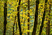 Bigleaf maple trees along Cascade River Road, Mount Baker-Snoqualmie National Forest, North Cascades, Washington.