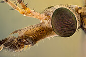Tipula ist eine sehr große Insektengattung aus der Familie der Fliegen (Tipulidae). Sie sind gemeinhin als Kranichfliegen oder Weberknechte bekannt. Weltweit gibt es weit über tausend Arten.