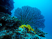 Ein gesundes tropisches Korallenriff mit Tisch- und Hirschhornkorallen und verkrusteten, farbenfrohen Schwämmen in klarem blauem Wasser. Malolo Island Resort und Likuliku Resort, Mamanucas Inselgruppe Fidschi