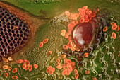 Eine Nahaufnahme einer Nezara viridula, die die Ozellen und das Ommatidium eines Facettenauges zeigt; orangefarbene Flecken sind Pollenkörner und die Textur ist gut zu erkennen