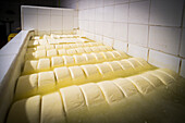 Cheese soaking in salt water at the Cheese Factory on the farm at Hacienda Zuleta, Imbabura, Ecuador, South America