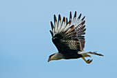 Ein Schopfkarakara, Caracara plancus, im Flug in der Provinz San Luis, Argentinien.