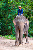 Ein kambodschanischer Mann reitet auf einem Elefanten in Angkor Thom in Siem Reap, Kambodscha