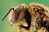 Anthidium manicatum or European wool carder bee, they are leaf-cutters and use leaves and petals from various ornamental plants such as roses, azaleas, ash, redbud, and bougainvillea. They use the leaf and petal segments to construct their nests