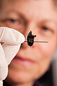 Scientist studying a beetle in a lab