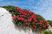Eine blühende Bougainvillea an einer Mauer an der Calzada de los Frailes in Valladolid, Yucatan, Mexiko.