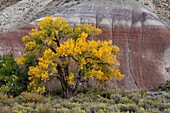 Cottonwood tree, Populus fremonti, in fall color in front of a colorful hillside in Capitol Reef National Park, Utah.