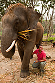 Patara Elephant Farm; Chiang Mai, Thailand: Besitzer Teerapat "Pat" Trungpakan demonstriert die Pflege der Elefanten.