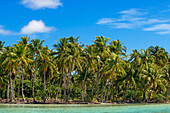 Tropisches Paradies am Meer, Landschaft der Insel Taha'a, Französisch-Polynesien. Motu Mahana Palmen am Strand, Taha'a, Gesellschaftsinseln, Französisch-Polynesien, Südpazifik.