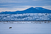 Kojote, der über ein schneebedecktes Feld läuft; Lower Klamath National Wildlife Refuge, Kalifornien.