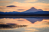 Canada Geese at Lower Klamath Lake with Mount Shasta in the distance; Lower Klamath National Wildlife Refuge, California.