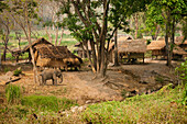 Patara Elefantenfarm; Provinz Chiang Mai; Thailand.