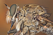 The short, strong proboscis of robber flies is used to stab and inject victims with saliva containing neurotoxic and proteolytic enzymes which paralyze and digest the insides; the fly then sucks the liquefied meal through the proboscis.