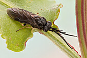 Sawflies are distinguishable from most other Hymenoptera by the broad connection between the abdomen and the thorax, and by their caterpillar-like larvae.Their common name comes from the saw-like appearance of the ovipositor, which the females use to cut into the plants where they lay their eggs