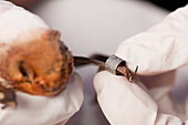 Scientist putting a tracker on the limb of a bat in a wildlife lab