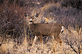 Maultierhirsch (Odocoileus hemionus hemionus).