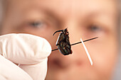 Scientist studying a beetle in a lab