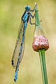 Damselflies are similar to dragonflies, but are smaller, have slimmer bodies, and most species fold the wings along the body when at rest.