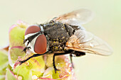 While flies in the city are covered in dust flies found in the field can ve covered on pollen, from which they may feed