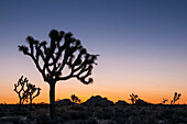 Joshua Trees at sunrise, Lost Horse Valley, with Jumbo Rocks in the background; Joshua Tree National Park, California.