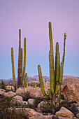 Cardon-Kaktus und Boojum-Baum; Valle de los Cirios, Catavina-Wüste, Baja California, Mexiko.