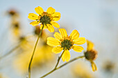 Brittlebush (Encelia farinosa); Anza Borrego Desert State Park, California.