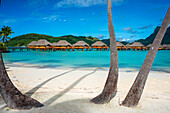 Palmen am Strand des Luxusresorts Le Bora Bora by Pearl Resorts auf der Insel Motu Tevairoa, einem kleinen Eiland in der Lagune von Bora Bora, Gesellschaftsinseln, Französisch Polynesien, Südpazifik.