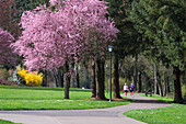 Skinner Butte Park, Eugene, Oregon: Thundercloud Plum Tree blüht im Frühling, zwei Frauen gehen am Flussufer spazieren, ein Mann sitzt auf einer Bank und liest ein Buch. .#D0503064