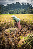 Farmers working in a rice paddy field, Bukittinggi, West Sumatra, Indonesia