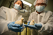 Scientists conducting an experiment on chicks in a laboratory