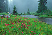 Wildflowers and pond in rain, along Nisqually Vista Trail; Mount Rainier National Park, Washington.