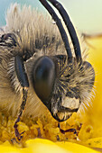Eine mit Pollen bedeckte Langhornbiene; die Männchen dieser solitären Bienenart sind aufgrund ihrer langen Fühler leicht zu identifizieren.