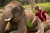 Patara Elefantenfarm; Chiang Mai, Thailand: Besucher bürsten mit einem Laubbündel den Schmutz von einem Elefanten ab.