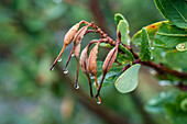 The Chilean Firebush or Chilean Firetree, Embothrium coccineumin, is known locally as Notro. Torres del Paine National Park, a UNESCO World Biosphere Reserve in Chile in the Patagonia region of South America.