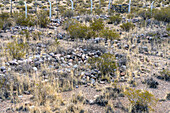 Die Steinruinen eines Inka-Tambos in Tambillos im Calingasta-Tal in der Provinz San Juan, Argentinien.