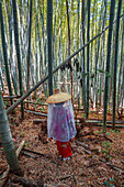 Kumano Kodo Pilgerweg. Daimon-zaka-Hang. Bambusbäume. Präfektur Wakayama. Kii-Halbinsel. Kansai-Region. Insel Honshü. UNESCO-Welterbe. Japan