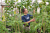 Horticulture researcher in a greenhouse