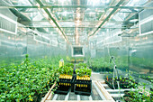 Flats and potted plants in a research greenhouse complex