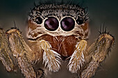 A beautiful and yet small jumping spider; They have good vision and use it for hunting and navigating. They are capable of jumping from place to place, secured by a silk tether