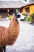 Llama at Hacienda San Agustin de Callo, luxury boutique hotel near Cotopaxi National Park, Ecuador, South America