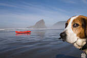 Bassett Hound dog and kayak on beach at Myers Creek area of Pistol River State Park on the southern Oregon coast.