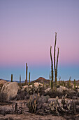 Boojum trees (Cirio), cholla and cardon cactus; Valle de los Cirios, Catavina Desert, Baja California, Mexico.